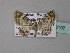  ( - BC ZSM Lep 33107)  @13 [ ] CreativeCommons - Attribution Non-Commercial Share-Alike (2010) Unspecified SNSB, Zoologische Staatssammlung Muenchen