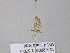  ( - BC ZSM Lep 33116)  @12 [ ] CreativeCommons - Attribution Non-Commercial Share-Alike (2010) Unspecified SNSB, Zoologische Staatssammlung Muenchen