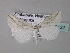  ( - BC ZSM Lep 33122)  @13 [ ] CreativeCommons - Attribution Non-Commercial Share-Alike (2010) Unspecified SNSB, Zoologische Staatssammlung Muenchen