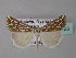  (Argyrophora confluens - BC ZSM Lep 33123)  @13 [ ] CreativeCommons - Attribution Non-Commercial Share-Alike (2010) Unspecified SNSB, Zoologische Staatssammlung Muenchen