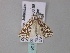  ( - BC ZSM Lep 33124)  @13 [ ] CreativeCommons - Attribution Non-Commercial Share-Alike (2010) Unspecified SNSB, Zoologische Staatssammlung Muenchen