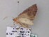  ( - BC ZSM Lep 33128)  @13 [ ] CreativeCommons - Attribution Non-Commercial Share-Alike (2010) Unspecified SNSB, Zoologische Staatssammlung Muenchen