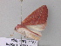  ( - BC ZSM Lep 33132)  @13 [ ] CreativeCommons - Attribution Non-Commercial Share-Alike (2010) Unspecified SNSB, Zoologische Staatssammlung Muenchen