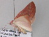  ( - BC ZSM Lep 33133)  @13 [ ] CreativeCommons - Attribution Non-Commercial Share-Alike (2010) Unspecified SNSB, Zoologische Staatssammlung Muenchen