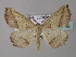  (Pseudodyscia tripartita - BC ZSM Lep 33146)  @15 [ ] CreativeCommons - Attribution Non-Commercial Share-Alike (2010) Unspecified SNSB, Zoologische Staatssammlung Muenchen