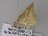  ( - BC ZSM Lep 33148)  @12 [ ] CreativeCommons - Attribution Non-Commercial Share-Alike (2010) Unspecified SNSB, Zoologische Staatssammlung Muenchen