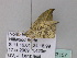  ( - BC ZSM Lep 33157)  @12 [ ] CreativeCommons - Attribution Non-Commercial Share-Alike (2010) Unspecified SNSB, Zoologische Staatssammlung Muenchen