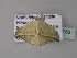  ( - BC ZSM Lep 33158)  @13 [ ] CreativeCommons - Attribution Non-Commercial Share-Alike (2010) Unspecified SNSB, Zoologische Staatssammlung Muenchen