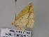  ( - BC ZSM Lep 33163)  @12 [ ] CreativeCommons - Attribution Non-Commercial Share-Alike (2010) Unspecified SNSB, Zoologische Staatssammlung Muenchen