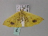  ( - BC ZSM Lep 33168)  @12 [ ] CreativeCommons - Attribution Non-Commercial Share-Alike (2010) Unspecified SNSB, Zoologische Staatssammlung Muenchen