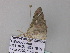  ( - BC ZSM Lep 33171)  @12 [ ] CreativeCommons - Attribution Non-Commercial Share-Alike (2010) Unspecified SNSB, Zoologische Staatssammlung Muenchen