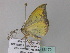  ( - BC ZSM Lep 33172)  @12 [ ] CreativeCommons - Attribution Non-Commercial Share-Alike (2010) Unspecified SNSB, Zoologische Staatssammlung Muenchen