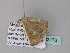  ( - BC ZSM Lep 33173)  @12 [ ] CreativeCommons - Attribution Non-Commercial Share-Alike (2010) Unspecified SNSB, Zoologische Staatssammlung Muenchen