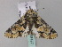  ( - BC ZSM Lep 33177)  @14 [ ] CreativeCommons - Attribution Non-Commercial Share-Alike (2010) Unspecified SNSB, Zoologische Staatssammlung Muenchen
