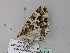  ( - BC ZSM Lep 33178)  @12 [ ] CreativeCommons - Attribution Non-Commercial Share-Alike (2010) Unspecified SNSB, Zoologische Staatssammlung Muenchen