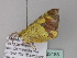  ( - BC ZSM Lep 33183)  @12 [ ] CreativeCommons - Attribution Non-Commercial Share-Alike (2010) Unspecified SNSB, Zoologische Staatssammlung Muenchen
