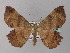  ( - BC ZSM Lep 33184)  @13 [ ] CreativeCommons - Attribution Non-Commercial Share-Alike (2010) Unspecified SNSB, Zoologische Staatssammlung Muenchen