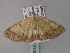  ( - BC ZSM Lep 33192)  @13 [ ] CreativeCommons - Attribution Non-Commercial Share-Alike (2010) Unspecified SNSB, Zoologische Staatssammlung Muenchen