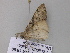  ( - BC ZSM Lep 33202)  @12 [ ] CreativeCommons - Attribution Non-Commercial Share-Alike (2010) Unspecified SNSB, Zoologische Staatssammlung Muenchen