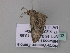  ( - BC ZSM Lep 33203)  @13 [ ] CreativeCommons - Attribution Non-Commercial Share-Alike (2010) Unspecified SNSB, Zoologische Staatssammlung Muenchen