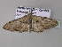  ( - BC ZSM Lep 33204)  @13 [ ] CreativeCommons - Attribution Non-Commercial Share-Alike (2010) Unspecified SNSB, Zoologische Staatssammlung Muenchen