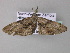  ( - BC ZSM Lep 33205)  @13 [ ] CreativeCommons - Attribution Non-Commercial Share-Alike (2010) Unspecified SNSB, Zoologische Staatssammlung Muenchen