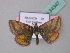  (Lythria plumularia - BC ZSM Lep 34347)  @14 [ ] CreativeCommons - Attribution Non-Commercial Share-Alike (2010) Unspecified SNSB, Zoologische Staatssammlung Muenchen