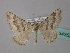  (Scotopteryx burgaria - BC ZSM Lep 34353)  @14 [ ] CreativeCommons - Attribution Non-Commercial Share-Alike (2010) Unspecified SNSB, Zoologische Staatssammlung Muenchen