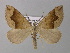  ( - BC ZSM Lep 34359)  @13 [ ] CreativeCommons - Attribution Non-Commercial Share-Alike (2010) Unspecified SNSB, Zoologische Staatssammlung Muenchen
