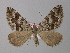  (Scotopteryx - BC ZSM Lep 34362)  @15 [ ] CreativeCommons - Attribution Non-Commercial Share-Alike (2010) Unspecified SNSB, Zoologische Staatssammlung Muenchen
