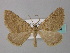  (Scotopteryx alfacaria - BC ZSM Lep 34364)  @14 [ ] CreativeCommons - Attribution Non-Commercial Share-Alike (2010) Unspecified SNSB, Zoologische Staatssammlung Muenchen