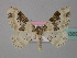  ( - BC ZSM Lep 34369)  @14 [ ] CreativeCommons - Attribution Non-Commercial Share-Alike (2010) Unspecified SNSB, Zoologische Staatssammlung Muenchen