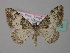  (Catarhoe mazeli - BC ZSM Lep 34375)  @13 [ ] CreativeCommons - Attribution Non-Commercial Share-Alike (2010) Unspecified SNSB, Zoologische Staatssammlung Muenchen