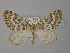  ( - BC ZSM Lep 34415)  @11 [ ] CreativeCommons - Attribution Non-Commercial Share-Alike (2010) Unspecified SNSB, Zoologische Staatssammlung Muenchen
