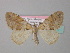  (Pennithera firmata tavoilloti - BC ZSM Lep 34417)  @11 [ ] CreativeCommons - Attribution Non-Commercial Share-Alike (2010) Unspecified SNSB, Zoologische Staatssammlung Muenchen