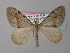  ( - BC ZSM Lep 34418)  @13 [ ] CreativeCommons - Attribution Non-Commercial Share-Alike (2010) Unspecified SNSB, Zoologische Staatssammlung Muenchen