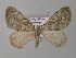  ( - BC ZSM Lep 34419)  @11 [ ] CreativeCommons - Attribution Non-Commercial Share-Alike (2010) Unspecified SNSB, Zoologische Staatssammlung Muenchen
