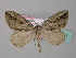  ( - BC ZSM Lep 34431)  @13 [ ] CreativeCommons - Attribution Non-Commercial Share-Alike (2010) Unspecified SNSB, Zoologische Staatssammlung Muenchen