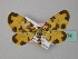  (Polythrena - BC ZSM Lep 34434)  @11 [ ] CreativeCommons - Attribution Non-Commercial Share-Alike (2010) Unspecified SNSB, Zoologische Staatssammlung Muenchen
