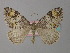  ( - BC ZSM Lep 34440)  @13 [ ] CreativeCommons - Attribution Non-Commercial Share-Alike (2010) Unspecified SNSB, Zoologische Staatssammlung Muenchen
