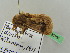  ( - BC ZSM Lep 35108)  @11 [ ] CreativeCommons - Attribution Non-Commercial Share-Alike (2010) Unspecified SNSB, Zoologische Staatssammlung Muenchen