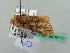 ( - BC ZSM Lep 35115)  @11 [ ] CreativeCommons - Attribution Non-Commercial Share-Alike (2010) Unspecified SNSB, Zoologische Staatssammlung Muenchen