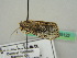  (Bryophilina mollicula - BC ZSM Lep 35122)  @11 [ ] CreativeCommons - Attribution Non-Commercial Share-Alike (2010) Unspecified SNSB, Zoologische Staatssammlung Muenchen