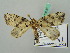  (Stenoloba olivacea - BC ZSM Lep 35129)  @11 [ ] CreativeCommons - Attribution Non-Commercial Share-Alike (2010) Unspecified SNSB, Zoologische Staatssammlung Muenchen