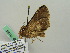  ( - BC ZSM Lep 35139)  @11 [ ] CreativeCommons - Attribution Non-Commercial Share-Alike (2010) Unspecified SNSB, Zoologische Staatssammlung Muenchen