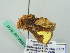  (Thysanoplusia intermixta - BC ZSM Lep 35141)  @12 [ ] CreativeCommons - Attribution Non-Commercial Share-Alike (2010) Unspecified SNSB, Zoologische Staatssammlung Muenchen