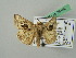  ( - BC ZSM Lep 35142)  @11 [ ] CreativeCommons - Attribution Non-Commercial Share-Alike (2010) Unspecified SNSB, Zoologische Staatssammlung Muenchen