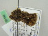  ( - BC ZSM Lep 35144)  @11 [ ] CreativeCommons - Attribution Non-Commercial Share-Alike (2010) Unspecified SNSB, Zoologische Staatssammlung Muenchen