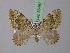  ( - BC ZSM Lep 35487)  @13 [ ] CreativeCommons - Attribution Non-Commercial Share-Alike (2010) Unspecified SNSB, Zoologische Staatssammlung Muenchen
