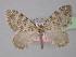  (Colostygia cyrnea - BC ZSM Lep 35489)  @14 [ ] CreativeCommons - Attribution Non-Commercial Share-Alike (2010) Unspecified SNSB, Zoologische Staatssammlung Muenchen